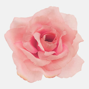 T.T. Pink/Green Edge