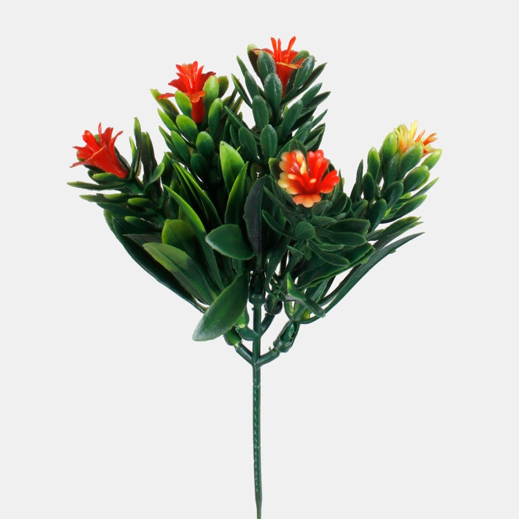 Sedum oranssi - Tekokukat.fi