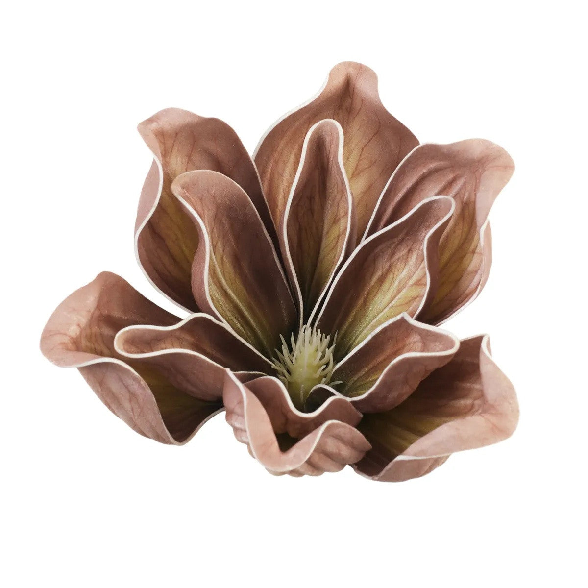 Ruskea magnolia – tekokukkapää, 15 cm