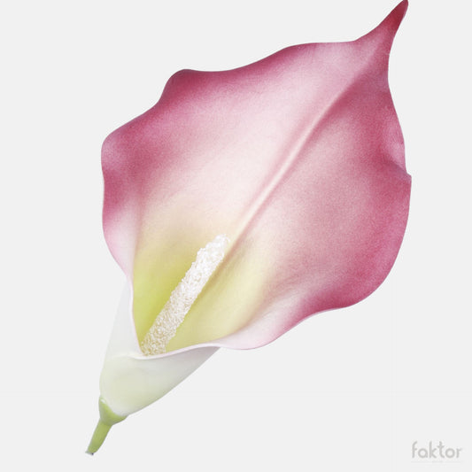 Ruskea tekokallan kukkapää, 20 cm
