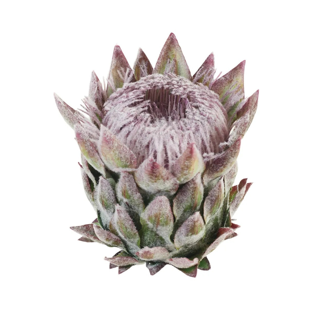 Ruskea tekokukkapää, 12 cm