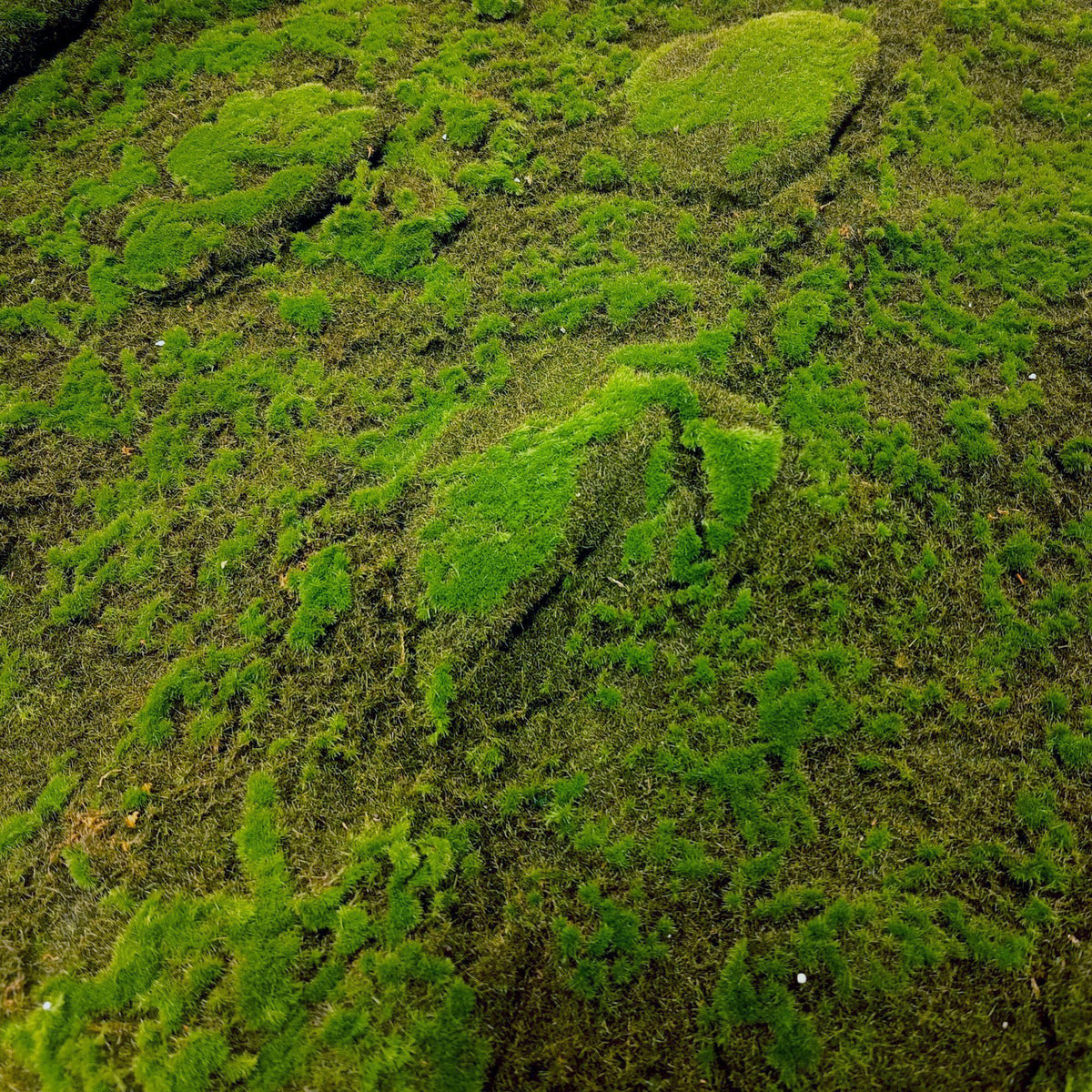 Sammal – tekokasvi, 5m