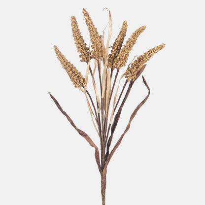 Setaria 
syksyn keltainen