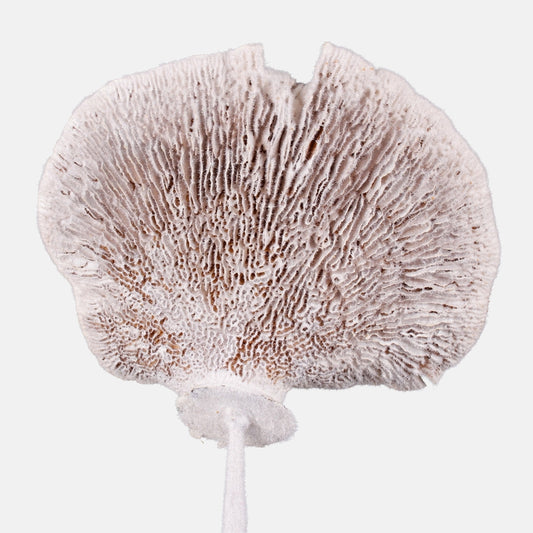 Flocked sieni x 6 kpl Valkoinen - Tekokukat.fi