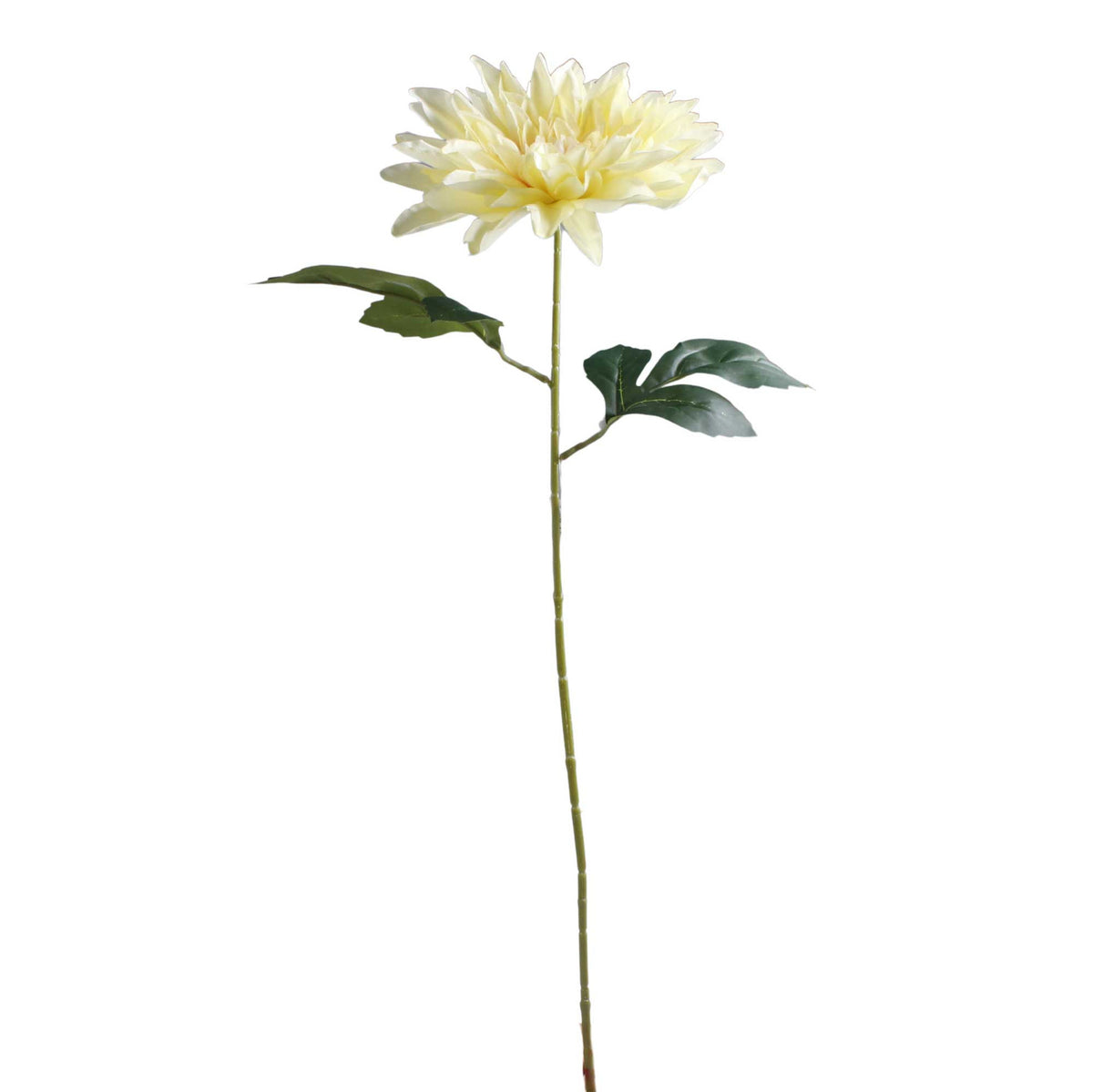 Tekodaalian kukkavarsi, 67 cm