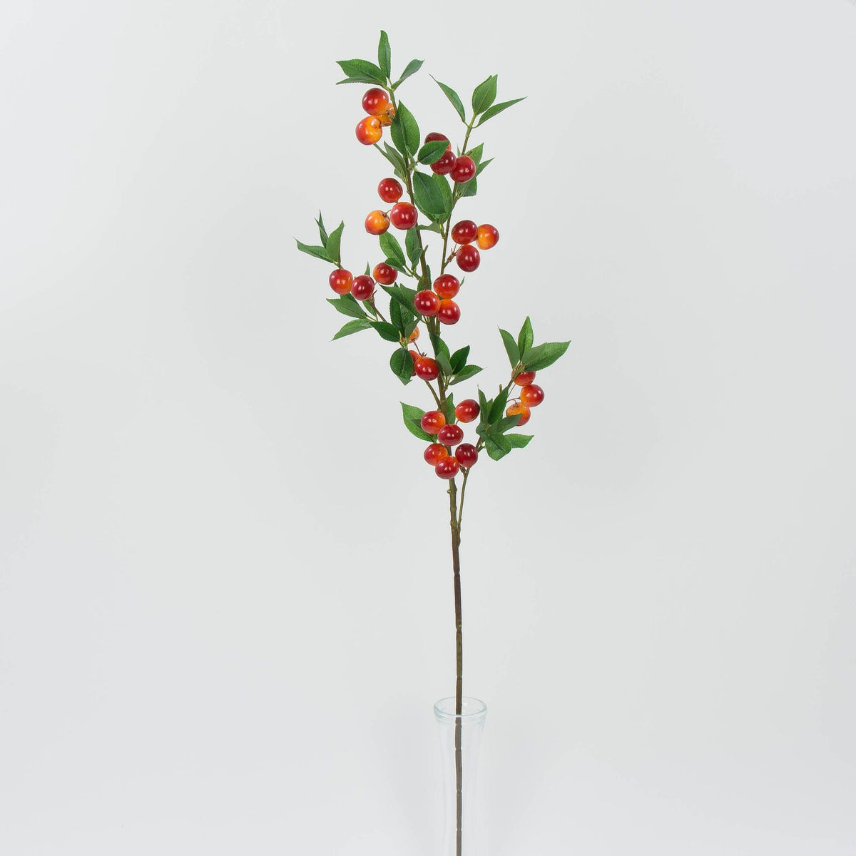 Tekokasvi, 2.5 cm