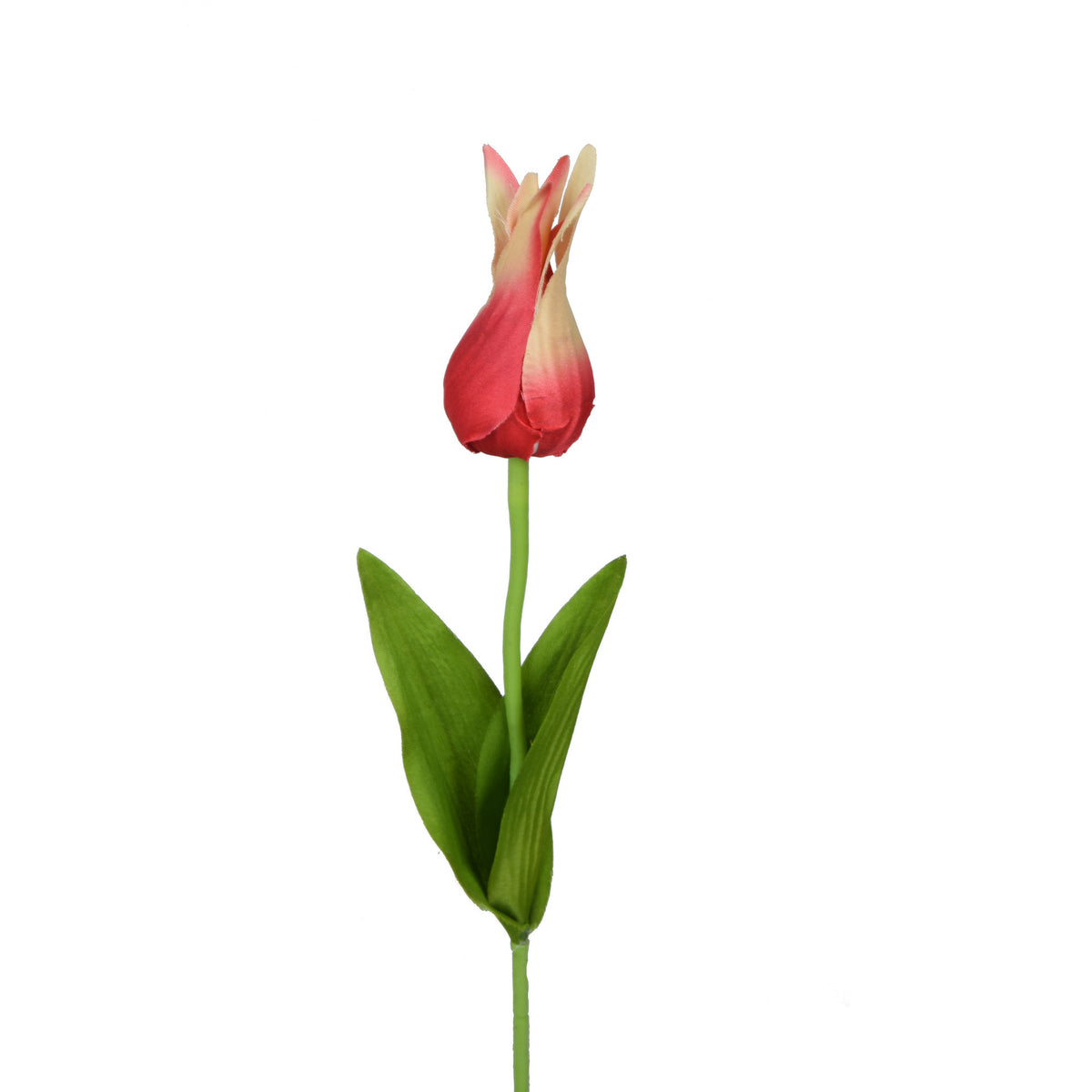 Tekotulppaanin kukkavarsi, 59 cm