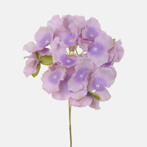 Vaalea Laventeli
