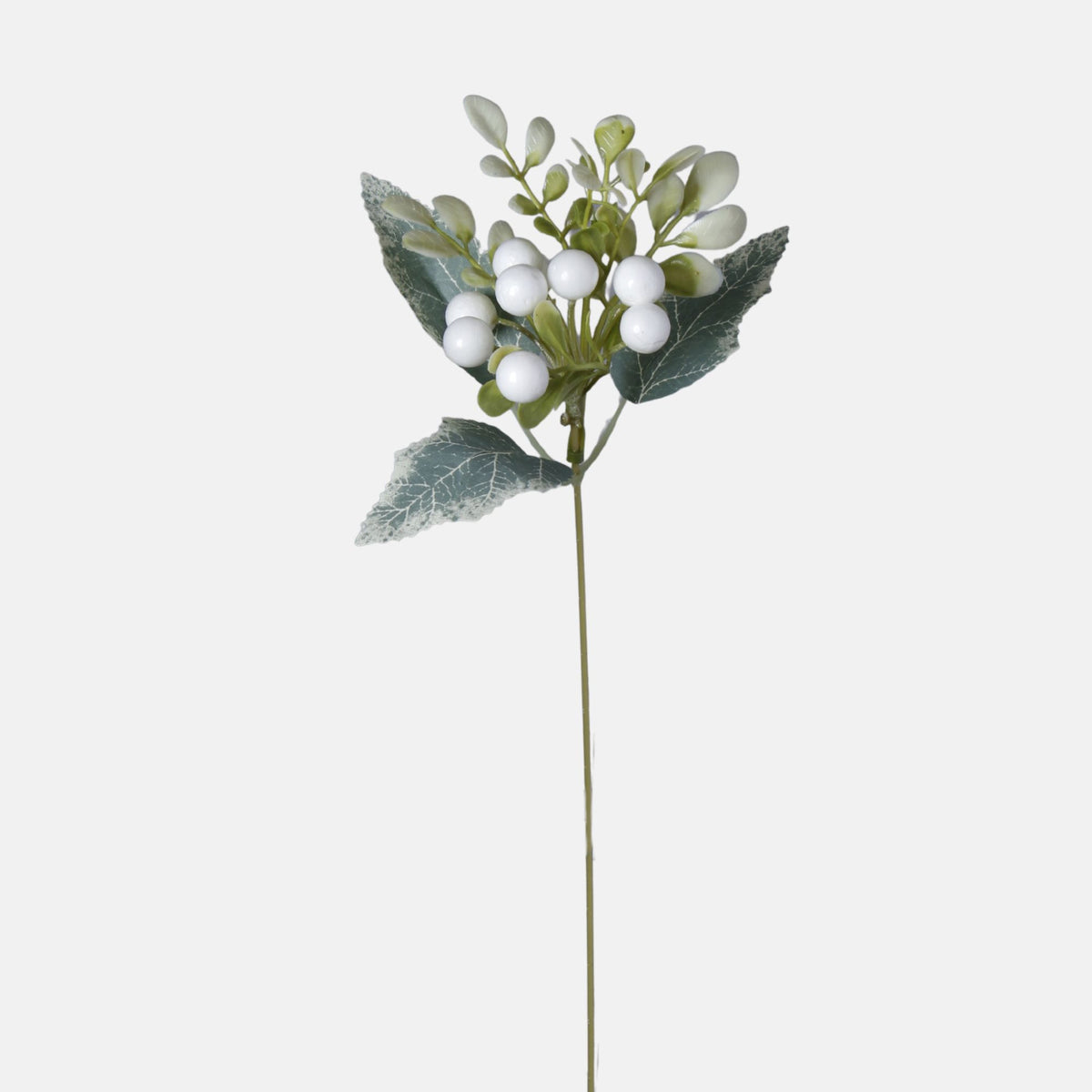 Valkoinen puksipensas – koristeoksa, 40 cm
