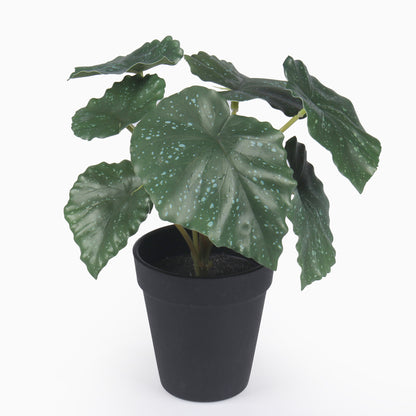 Vihreä begonia – ruukkutekokasvi