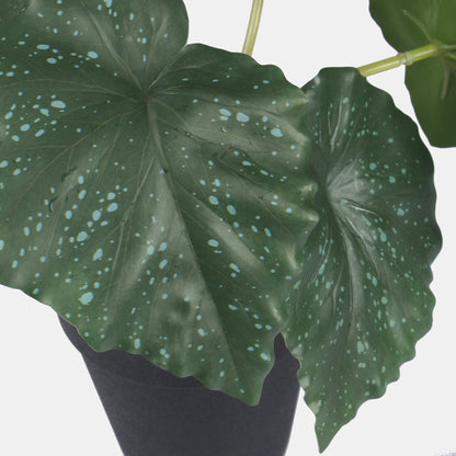 Vihreä begonia – ruukkutekokasvi
