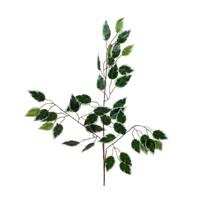 Vihreä/valkoinen fiikus – koristeoksa, 60 cm