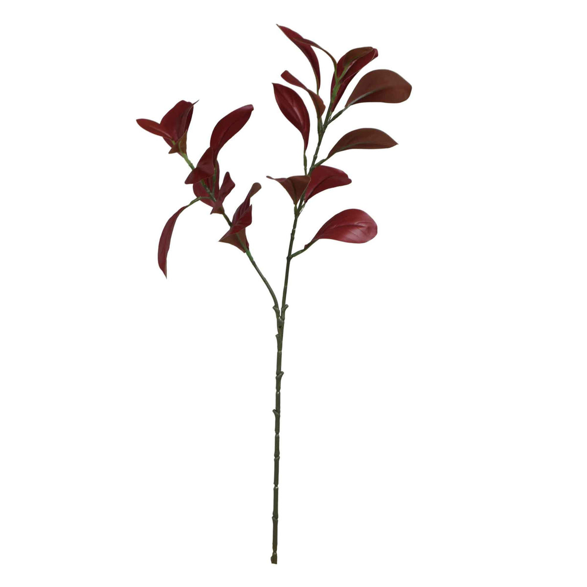 Viininpunainen fiikus – koristeoksa, 59 cm
