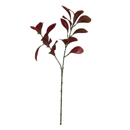 Viininpunainen fiikus – koristeoksa, 59 cm