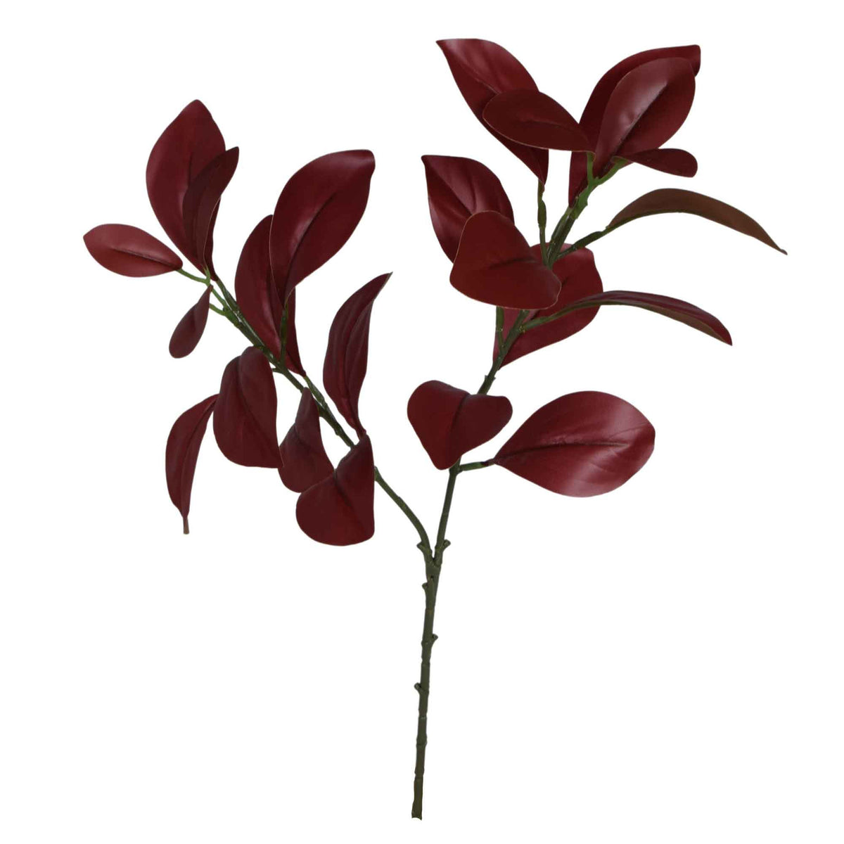 Viininpunainen fiikus – koristeoksa, 59 cm