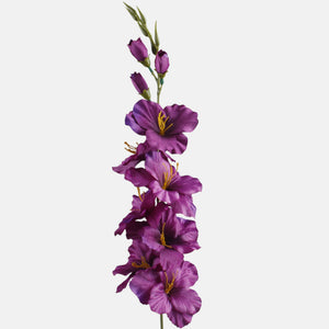 Violetti