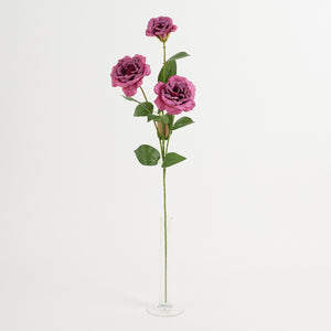 Violetti