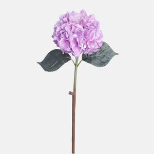 Violetti