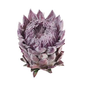 Violetti