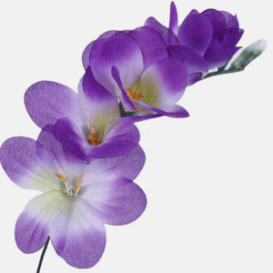 Violetti