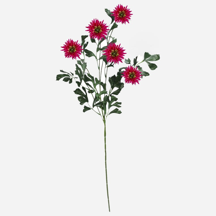 Pyretrum tekokukka kauneus - Tekokukat.fi